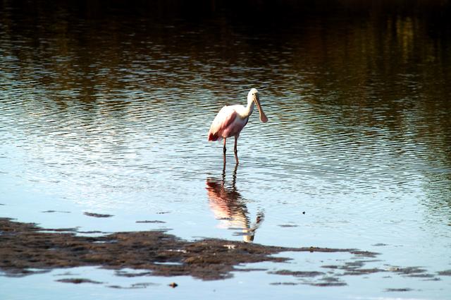 NASA image: KENNEDY SPACE CENTER, FLA. -- A roseate spoonbill contemplates its reflection in the water near KSC. Spoonbills prefer to inhabit mangroves, ranging from the coasts of southern Florida, Louisiana and Texas, to the West Indies, Mexico, Central and South America. They feed on shrimps and fish in shallow waters. Spoonbills are one of 310 species of birds that inhabit the Merritt Island National Wildlife Refuge, which shares a boundary with KSC. The marshes and open water of the refuge also provide wintering areas for 23 species of migratory waterfowl, as well as a year-round home for great blue herons, great egrets, wood storks, cormorants, brown pelicans and other species of marsh and shore birds.