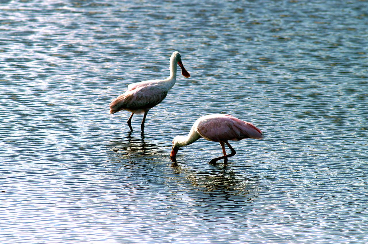 KENNEDY SPACE CENTER, FLA. -- Two roseate spoonbills hunt for their supper in the water near KSC. Spoonbills prefer to inhabit mangroves, ranging from the coasts of southern Florida, Louisiana and Texas, to the West Indies, Mexico, Central and South America. They feed on shrimps and fish in shallow waters. Spoonbills are one of 310 species of birds that inhabit the National Merritt Island Wildlife Refuge, which shares a boundary with KSC. The marshes and open water of the refuge also provide wintering areas for 23 species of migratory waterfowl, as well as a year-round home for great blue herons, great egrets, wood storks, cormorants, brown pelicans and other species of marsh and shore birds.