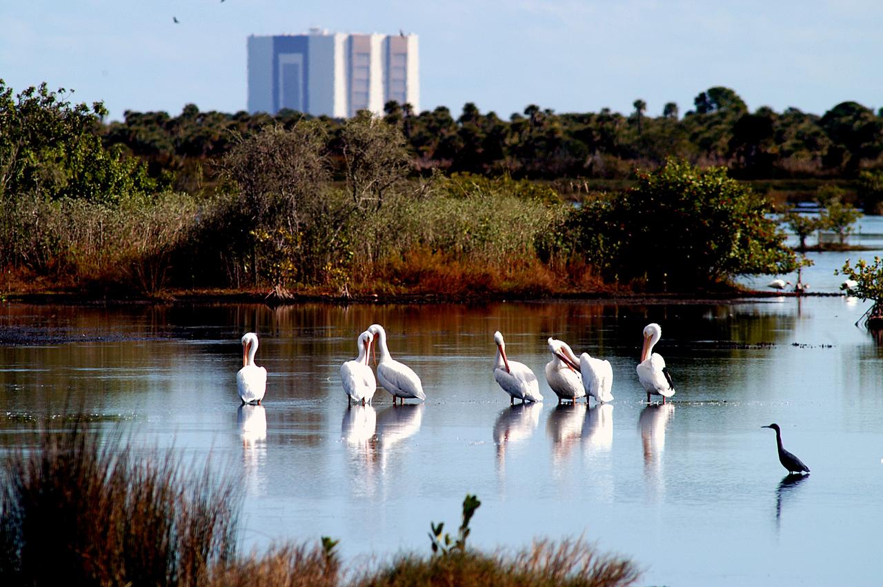 KENNEDY SPACE CENTER, FLA. -- A group of white pelicans spend a few moments relaxing in the water near the Vehicle Assembly Building at Kennedy Space Center. Found from British Columbia south to western Ontario, California and the Texas coast, white pelicans winter from Florida south to Panama. They prefer marshy lakes and coastal regions, and winter chiefly in coastal lagoons. White pelicans are one of 310 species of birds that inhabit the Merritt Island National Wildlife Refuge, which shares a boundary with KSC. The marshes and open water of the refuge also provide wintering areas for 23 species of migratory waterfowl, as well as a year-round home for great blue herons, great egrets, wood storks, cormorants, brown pelicans and other species of marsh and shore birds.