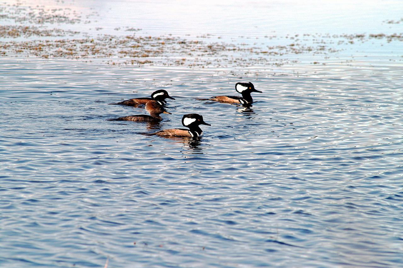 KENNEDY SPACE CENTER, FLA. -- Three male and one female hooded mergansers swim in the quicksilver water of the Merritt Island National Wildlife Refuge, which shares a boundary with Kennedy Space Center. Usually found from Alaska and Canada south to Nebraska, Oregon and Tennessee, hooded mergansers winter south to Mexico and the Gulf Coast, including KSC. The open water of the refuge provides wintering areas for 23 species of migratory waterfowl, as well as a year-round home for great blue herons, great egrets, wood storks, cormorants, brown pelicans and other species of marsh and shore birds. The 92,000-acre refuge is also habitat for more than 310 species of birds, 25 mammals, 117 fishes and 65 amphibians and reptiles.