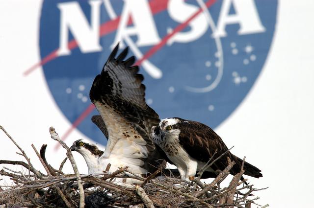 KENNEDY SPACE CENTER, FLA. -- A pair of breeding ospreys share a nest constructed on a speaker pole in the lower parking lot of the KSC Press Site. Eggs have been sighted in the nest. The NASA logo in the background is painted on an outer wall of the 525-foot-tall Vehicle Assembly Building nearby. Known as a fish hawk, the osprey selects sites of opportunity in which to nest -- from trees and telephone poles to rocks or even flat ground. In North America, it is found from Alaska and Newfoundland to Florida and the Gulf Coast. Osprey nests are found throughout the Kennedy Space Center and surrounding Merritt Island National Wildlife Refuge.