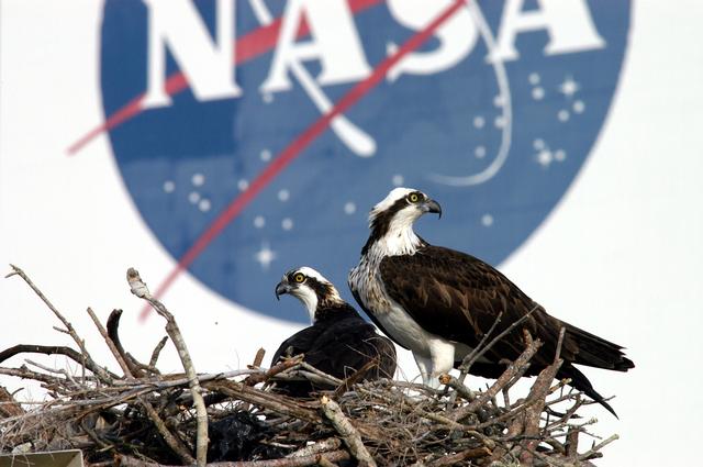 NASA image: KENNEDY SPACE CENTER, FLA. -- A pair of breeding ospreys have taken up residence in a nest constructed on a speaker pole in the lower parking lot of the KSC Press Site. Eggs have been sighted in the nest. The NASA logo in the background is painted on an outer wall of the 525-foot-tall Vehicle Assembly Building nearby. Known as a fish hawk, the osprey selects sites of opportunity in which to nest -- from trees and telephone poles to rocks or even flat ground. In North America, it is found from Alaska and Newfoundland to Florida and the Gulf Coast. Osprey nests are found throughout the Kennedy Space Center and surrounding Merritt Island National Wildlife Refuge.