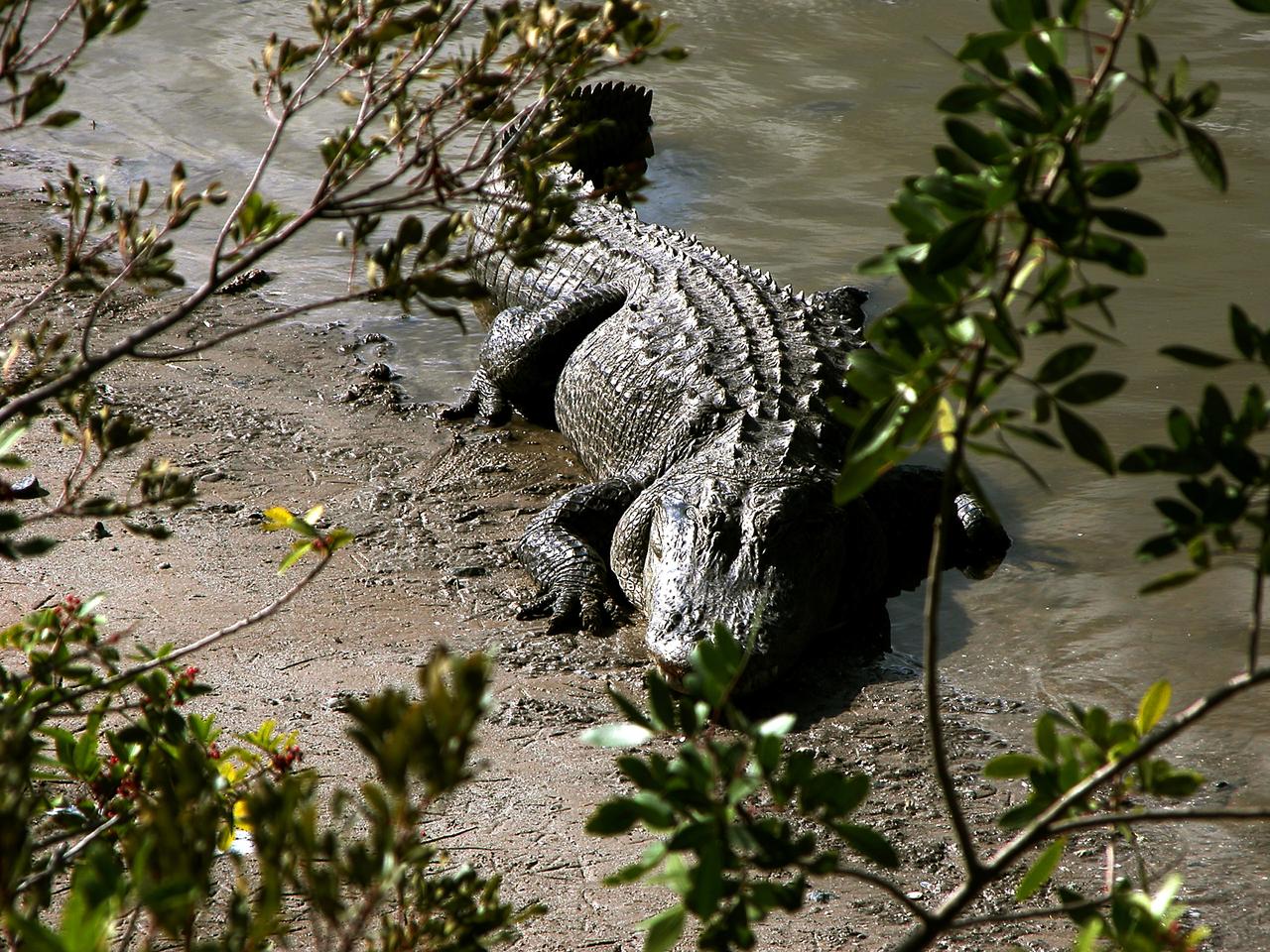 KENNEDY SPACE CENTER, FLA. -- An alligator is spotted sunning on the muddy bank of a canal in KSC.  Nearly 5,000 alligators can be found in canals, ponds, and waterways throughout the Center and the surrounding Merritt Island National Wildlife Refuge. American alligators feed and rest in the water, and lay their eggs in dens they dig into the banks. The young alligators spend their first several weeks in these dens. The Wildlife Refuge encompasses 92,000 acres that are a habitat for more than 331 species of birds, 31 mammals, 117 fishes, and 65 amphibians and reptiles.