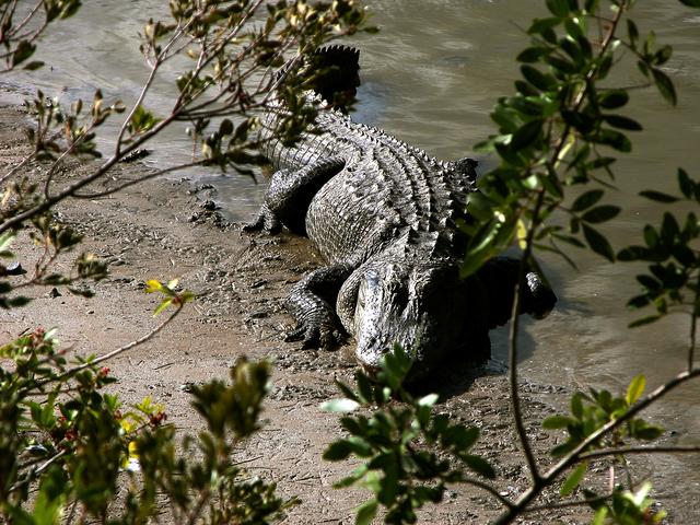 KENNEDY SPACE CENTER, FLA. -- An alligator is spotted sunning on the muddy bank of a canal in KSC.  Nearly 5,000 alligators can be found in canals, ponds, and waterways throughout the Center and the surrounding Merritt Island National Wildlife Refuge. American alligators feed and rest in the water, and lay their eggs in dens they dig into the banks. The young alligators spend their first several weeks in these dens. The Wildlife Refuge encompasses 92,000 acres that are a habitat for more than 331 species of birds, 31 mammals, 117 fishes, and 65 amphibians and reptiles.