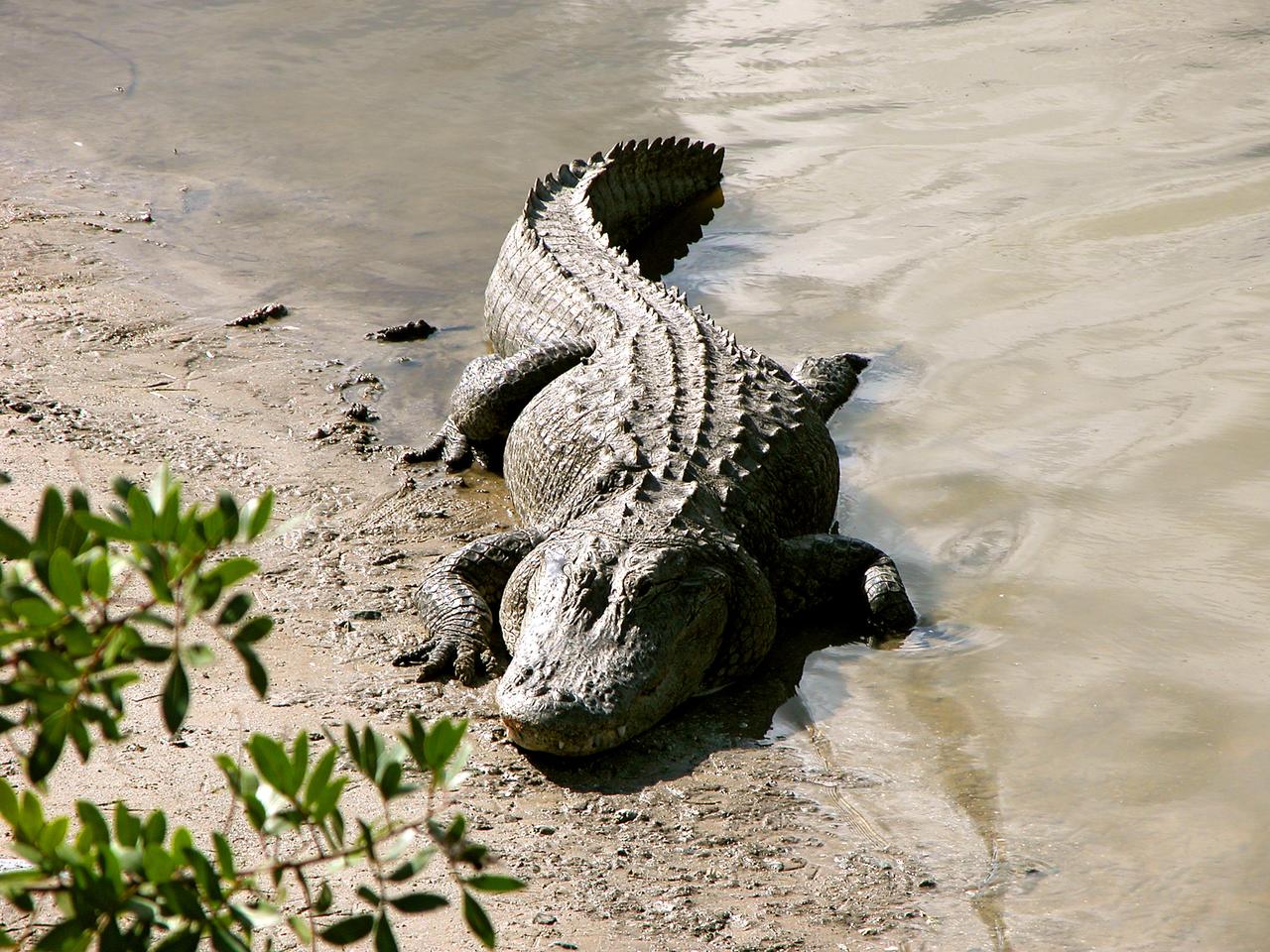 KENNEDY SPACE CENTER, FLA. -- An alligator is spotted sunning on the muddy bank of a canal in KSC.  Nearly 5,000 alligators can be found in canals, ponds, and waterways throughout the Center and the surrounding Merritt Island National Wildlife Refuge. American alligators feed and rest in the water, and lay their eggs in dens they dig into the banks. The young alligators spend their first several weeks in these dens. The Wildlife Refuge encompasses 92,000 acres that are a habitat for more than 331 species of birds, 31 mammals, 117 fishes, and 65 amphibians and reptiles.