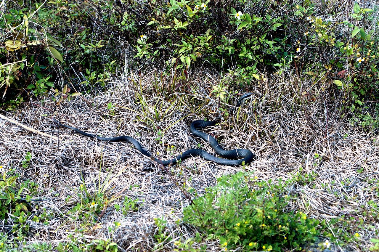 KENNEDY SPACE CENTER, FLA. - A black racer snake slithers away through a patch of dry grass on the grounds of Kennedy Space Center.  The Black Racer Snake is one of the fastest, non-venomous snakes in North America. It has a slender body with a slender oval-shaped head and white patch on its chin. It lives in brushy areas, rocky hillsides and meadows, and underneath boards or tin around old buildings. Black Racers feed on insects, eggs, mice, frogs and lizards. Kennedy shares a boundary with the Merritt Island National Wildlife Refuge, home to some of the nation’s rarest and most unusual species of wildlife.  In addition, the Refuge supports 19 endangered or threatened wildlife species on Federal or State lists, more than any other single refuge in the U.S.