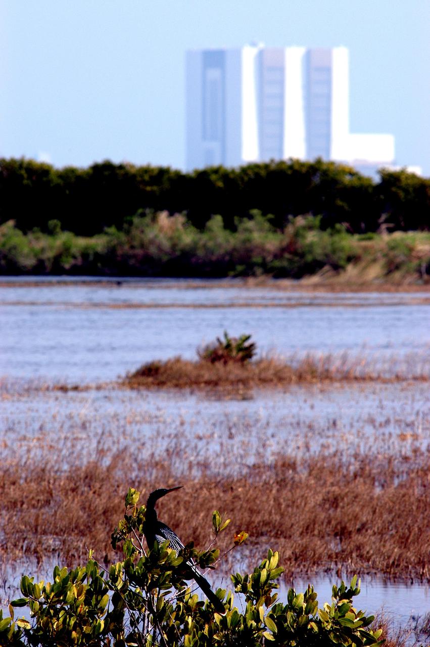 KENNEDY SPACE CENTER, FLA. - Nature thrives with technology as seen in this photo of the Vehicle Assembly Building (background) and surrounding grounds and water.  In the foreground is an Anhinga perched on waterside plants.  A common inhabitant of Kennedy Space Center, it prefers freshwater ponds and swamps with thick vegetation, especially cypress.  Anhinga can be found in the U.S. on the Atlantic and Gulf coasts from North Carolina to Texas.  They are known as the “Snakebird” because when swimming they submerge their bodies, leaving only their heads and long necks visible.  They are often seen on the ground and in the trees with their wings open to dry them in the sun.  Kennedy shares a boundary with the Merritt Island National Wildlife Refuge, home to some of the nation’s rarest and most unusual species of wildlife.  The marshes and open water of the refuge also provide wintering areas for 23 species of migratory waterfowl, as well as a year-round home for great blue herons, great egrets, wood storks, cormorants, brown pelicans and other species of marsh and shore birds.