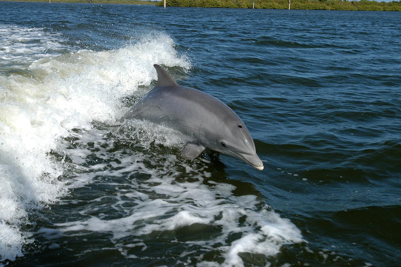 KENNEDY SPACE CENTER, FLA. - A dolphin surfs the wake of a research boat on the Banana River.