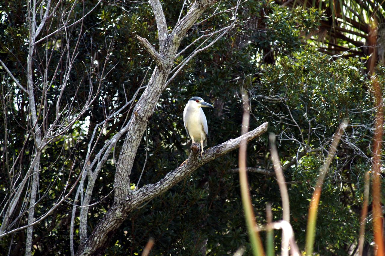 KENNEDY SPACE CENTER, FLA. - A young Yellow-Crowned Night Heron perches on a tree limb in a wooded area of NASA’s Kennedy Space Center.  Its habitat is wooded swamps and coastal thickets, ranging from Massachusetts to Florida, west to Texas, and north along the Mississippi River.  The Center shares a boundary with the 92,000-acre Merritt Island National Wildlife Refuge, which is a habitat for more than 310 species of birds, 25 mammals, 117 fishes and 65 amphibians and reptiles.  The marshes and open water of the refuge also provide wintering areas for 23 species of migratory waterfowl, as well as a year-round home for great blue herons, great egrets, wood storks, cormorants, brown pelicans and other species of marsh and shore birds.