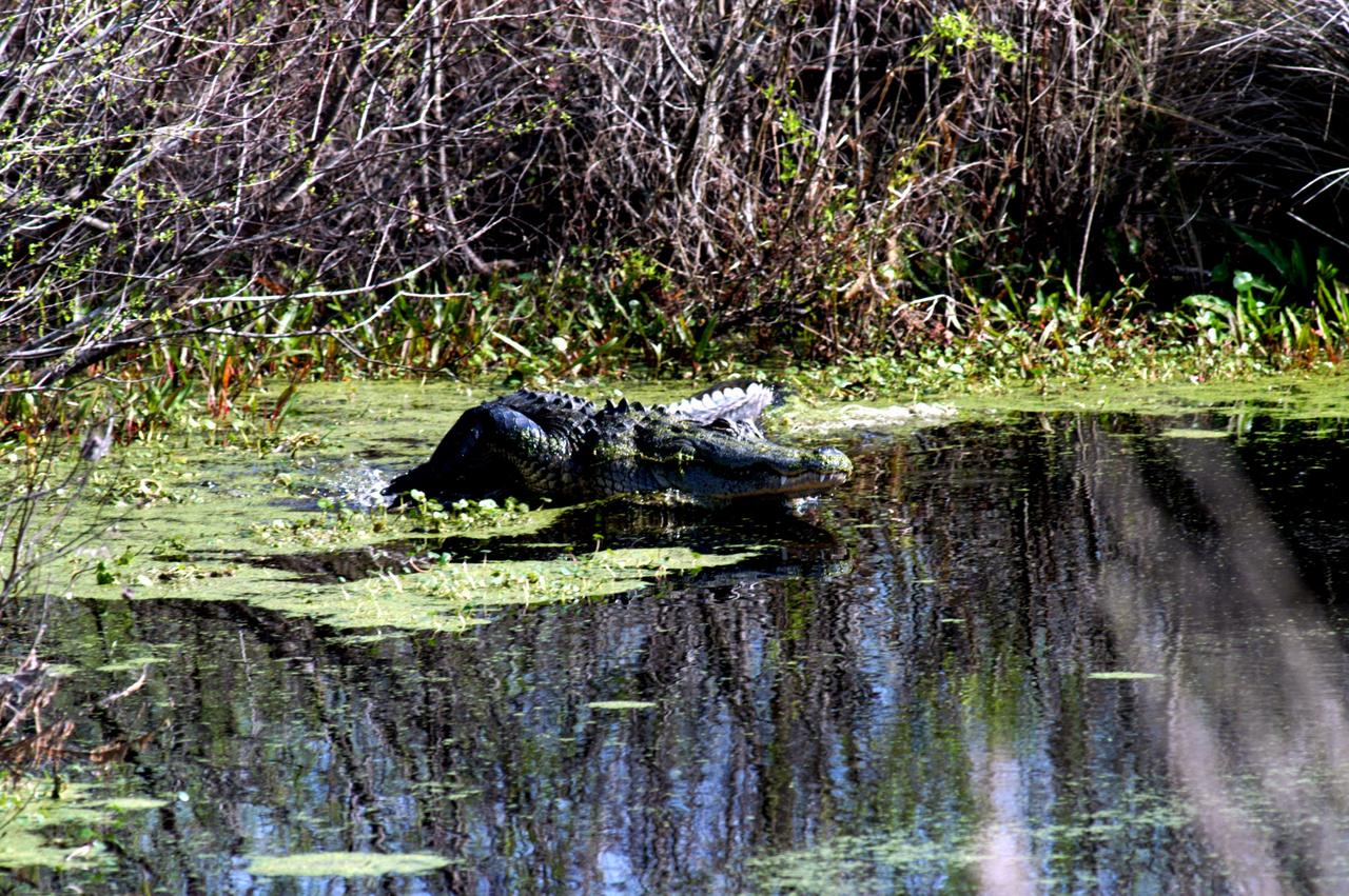 KENNEDY SPACE CENTER, FLA. - An alligator makes a splashy entrance into the water on the west side of NASA’s Kennedy Space Center.  Nearly 5,000 alligators can be found in canals, ponds and waterways throughout the Center and the surrounding Merritt Island National Wildlife Refuge. American alligators feed and rest in the water, and lay their eggs in dens they dig into the banks. The young alligators spend their first several weeks in these dens. The Wildlife Refuge encompasses 92,000 acres that are a habitat for more than 331 species of birds, 31 mammals, 117 fishes, and 65 amphibians and reptiles.