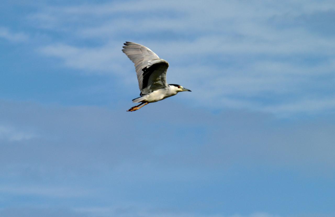 KENNEDY SPACE CENTER, FLA. - A young Yellow-Crowned Night Heron soars through the sky over NASA’s Kennedy Space Center.  It’s habitat is wooded swamps and coastal thickets, ranging from Massachusetts to Florida, west to Texas, and north along the Mississippi River.  The Center shares a boundary with the 92,000-acre Merritt Island National Wildlife Refuge, which is a habitat for more than 310 species of birds, 25 mammals, 117 fishes and 65 amphibians and reptiles.  The marshes and open water of the refuge also provide wintering areas for 23 species of migratory waterfowl, as well as a year-round home for great blue herons, great egrets, wood storks, cormorants, brown pelicans and other species of marsh and shore birds.