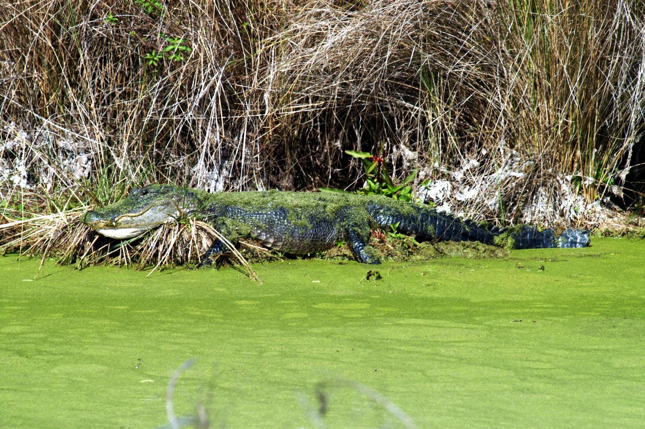 KENNEDY SPACE CENTER, FLA. - A moss-covered alligator stretches out on the water’s edge at a bank on the west side of NASA’s Kennedy Space Center.  Nearly 5,000 alligators can be found in canals, ponds and waterways throughout the Center and the surrounding Merritt Island National Wildlife Refuge. American alligators feed and rest in the water, and lay their eggs in dens they dig into the banks. The young alligators spend their first several weeks in these dens. The Wildlife Refuge encompasses 92,000 acres that are a habitat for more than 331 species of birds, 31 mammals, 117 fishes, and 65 amphibians and reptiles.
