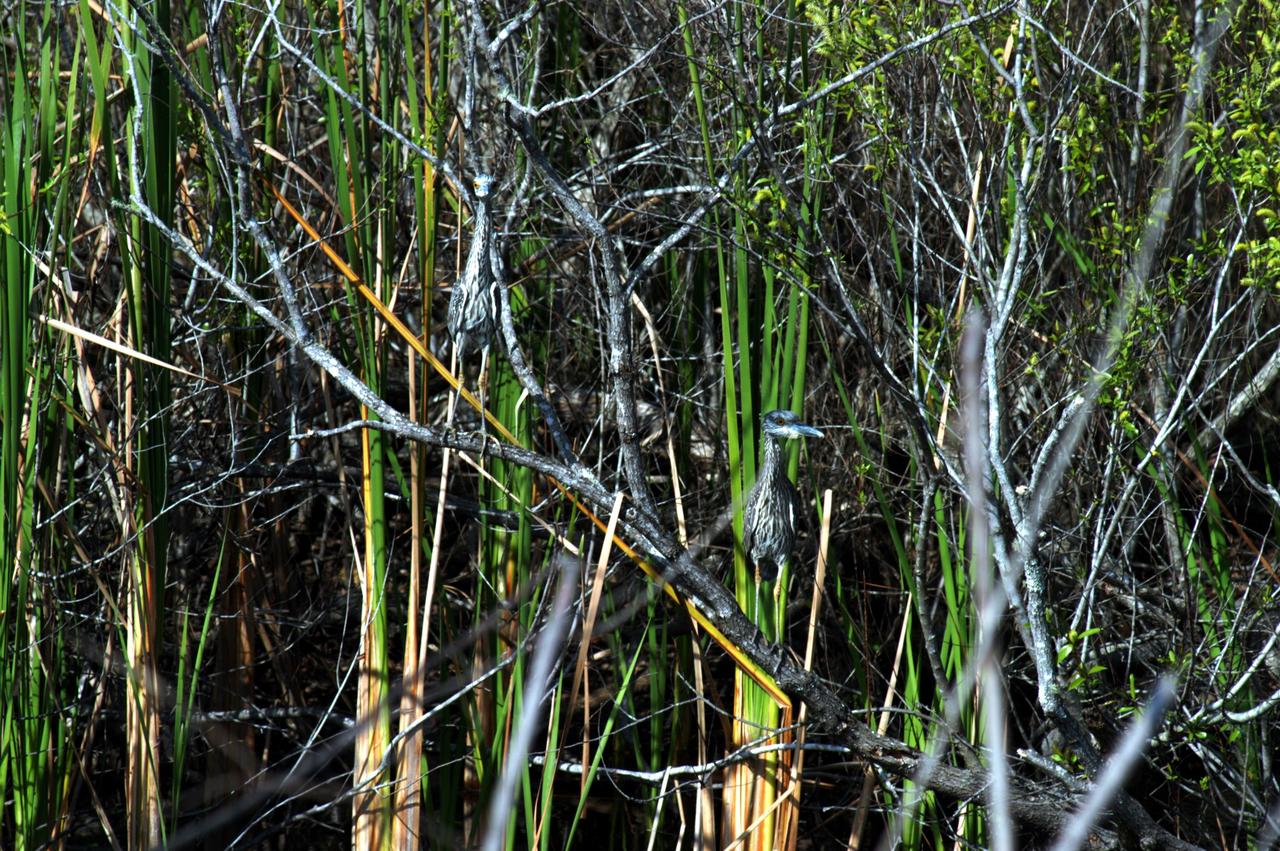 KENNEDY SPACE CENTER, FLA. - Two young Little Blue Herons perch on a limb in the underbrush at a site on NASA’s Kennedy Space Center.  These herons inhabit freshwater swamps and lagoons in the South; coastal thickets on islands in the North. Adults are slate blue with maroon necks.  Young birds acquiring adult plumage have a piebald appearance. The Center shares a boundary with the 92,000-acre Merritt Island National Wildlife Refuge, which is a habitat for more than 310 species of birds, 25 mammals, 117 fishes and 65 amphibians and reptiles.  The marshes and open water of the refuge also provide wintering areas for 23 species of migratory waterfowl, as well as a year-round home for great blue herons, great egrets, wood storks, cormorants, brown pelicans and other species of marsh and shore birds.
