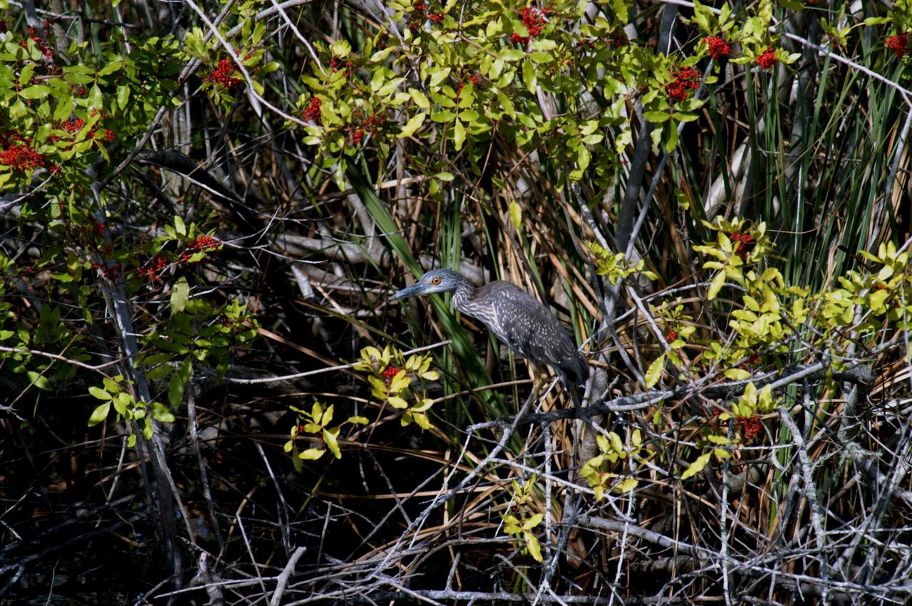 KENNEDY SPACE CENTER, FLA. - A young Little Blue Heron appears to hide in the underbrush at a site on NASA’s Kennedy Space Center.  These herons inhabit freshwater swamps and lagoons in the South; coastal thickets on islands in the North.  The Center shares a boundary with the 92,000-acre Merritt Island National Wildlife Refuge, which is a habitat for more than 310 species of birds, 25 mammals, 117 fishes and 65 amphibians and reptiles.  The marshes and open water of the refuge also provide wintering areas for 23 species of migratory waterfowl, as well as a year-round home for great blue herons, great egrets, wood storks, cormorants, brown pelicans and other species of marsh and shore birds.