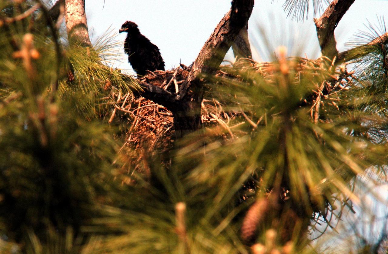 KENNEDY SPACE CENTER, FLA. -- On Kennedy Parkway, which runs through KSC, a young bald eagle is spotted perched on the side of its nest.  The nest is one of 12 active nests throughout the Merritt Island National Wildlife Refuge, which shares a boundary with KSC.  Young birds lack the typical white head, which they gain after several years.  Nests are masses of sticks usually in the top of a tall tree.  Their habitat is near lakes, rivers, marshes and seacoasts.