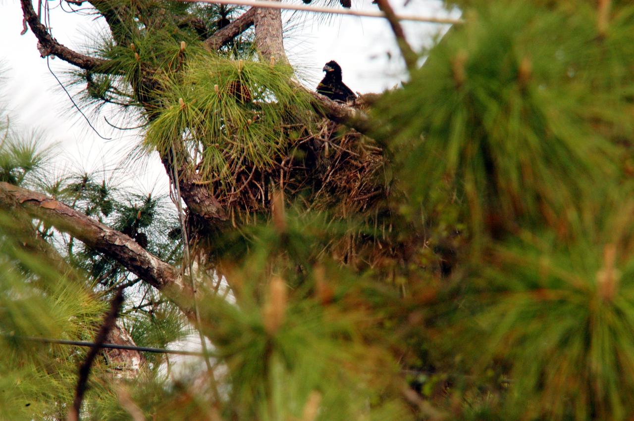 KENNEDY SPACE CENTER, FLA. -- On Kennedy Parkway, which runs through KSC, a young bald eagle is spotted perched on the side of its nest.  The nest is one of 12 active nests throughout the Merritt Island National Wildlife Refuge, which shares a boundary with KSC.  Young birds lack the typical white head, which they gain after several years.  Nests are masses of sticks usually in the top of a tall tree.  Their habitat is near lakes, rivers, marshes and seacoasts.