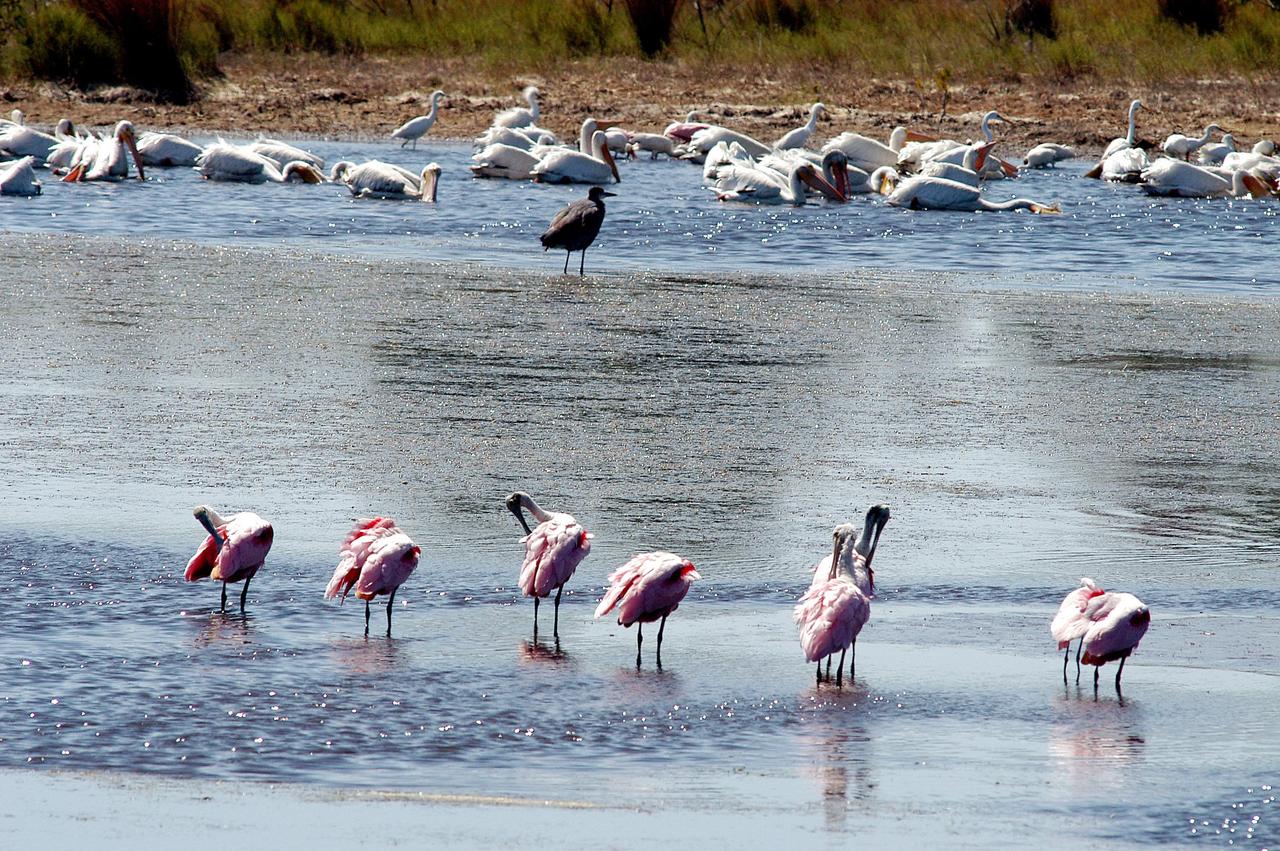 KENNEDY SPACE CENTER, FLA. -  Roseate spoonbills wade in the shallow water (foreground) while white pelicans and herons gather in deeper water (background) on a lake north of Kennedy Space Center.  The spoonbills are so named because of the broad spatulate tip on its long straight bill.  They obtain food by sweeping their bills from side to side and scooping up whatever they encounter.  The Center shares a boundary north, south and west with the 92,000-acre Merritt Island National Wildlife Refuge, which is a habitat for more than 310 species of birds, 25 mammals, 117 fishes and 65 amphibians and reptiles.  The marshes and open water of the refuge also provide wintering areas for 23 species of migratory waterfowl, as well as a year-round home for great blue herons, great egrets, wood storks, cormorants, brown pelicans and other species of marsh and shore birds.