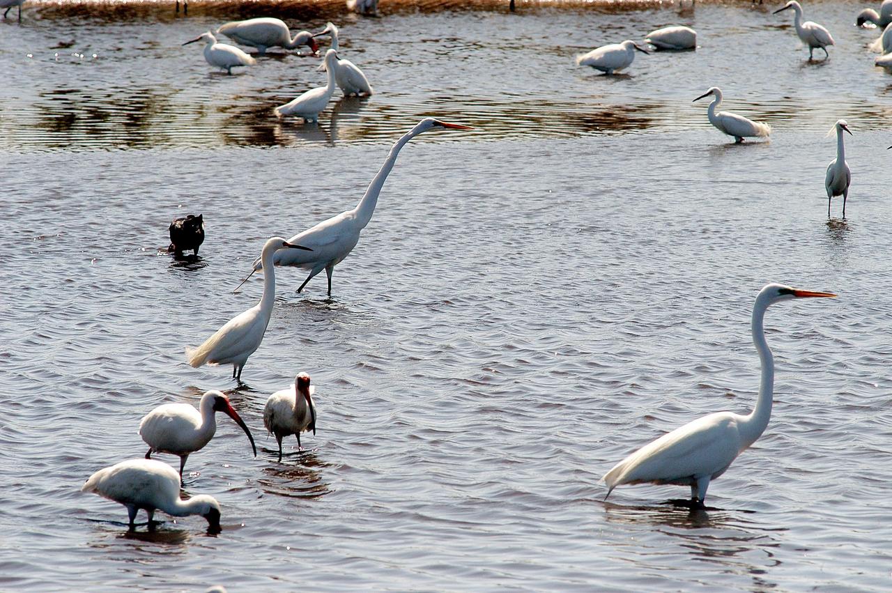 KENNEDY SPACE CENTER, FLA. -  Great white herons and white ibis (smaller, curved bill) wade in a lake north of Kennedy Space Center. The Center shares a boundary north, south and west with the 92,000-acre Merritt Island National Wildlife Refuge, which is a habitat for more than 310 species of birds, 25 mammals, 117 fishes and 65 amphibians and reptiles.  The marshes and open water of the refuge also provide wintering areas for 23 species of migratory waterfowl, as well as a year-round home for great blue herons, great egrets, wood storks, cormorants, brown pelicans and other species of marsh and shore birds.