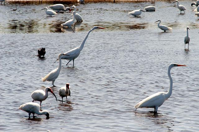 NASA image: KSC-04pd0889