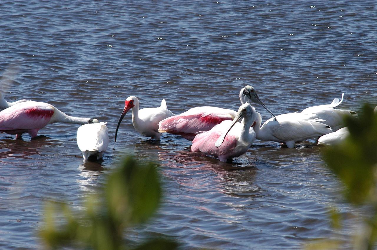 KENNEDY SPACE CENTER, FLA. - Roseate spoonbills and white ibis ((long, curved bill) gather in a lake north of Kennedy Space Center. Spoonbills are so named because of the broad spatulate tip on its long straight bill. They obtain food by sweeping their bills from side to side and scooping up whatever they encounter. The Center shares a boundary north, south and west with the 92,000-acre Merritt Island National Wildlife Refuge, which is a habitat for more than 310 species of birds, 25 mammals, 117 fishes and 65 amphibians and reptiles. The marshes and open water of the refuge also provide wintering areas for 23 species of migratory waterfowl, as well as a year-round home for great blue herons, great egrets, wood storks, cormorants, brown pelicans and other species of marsh and shore birds.