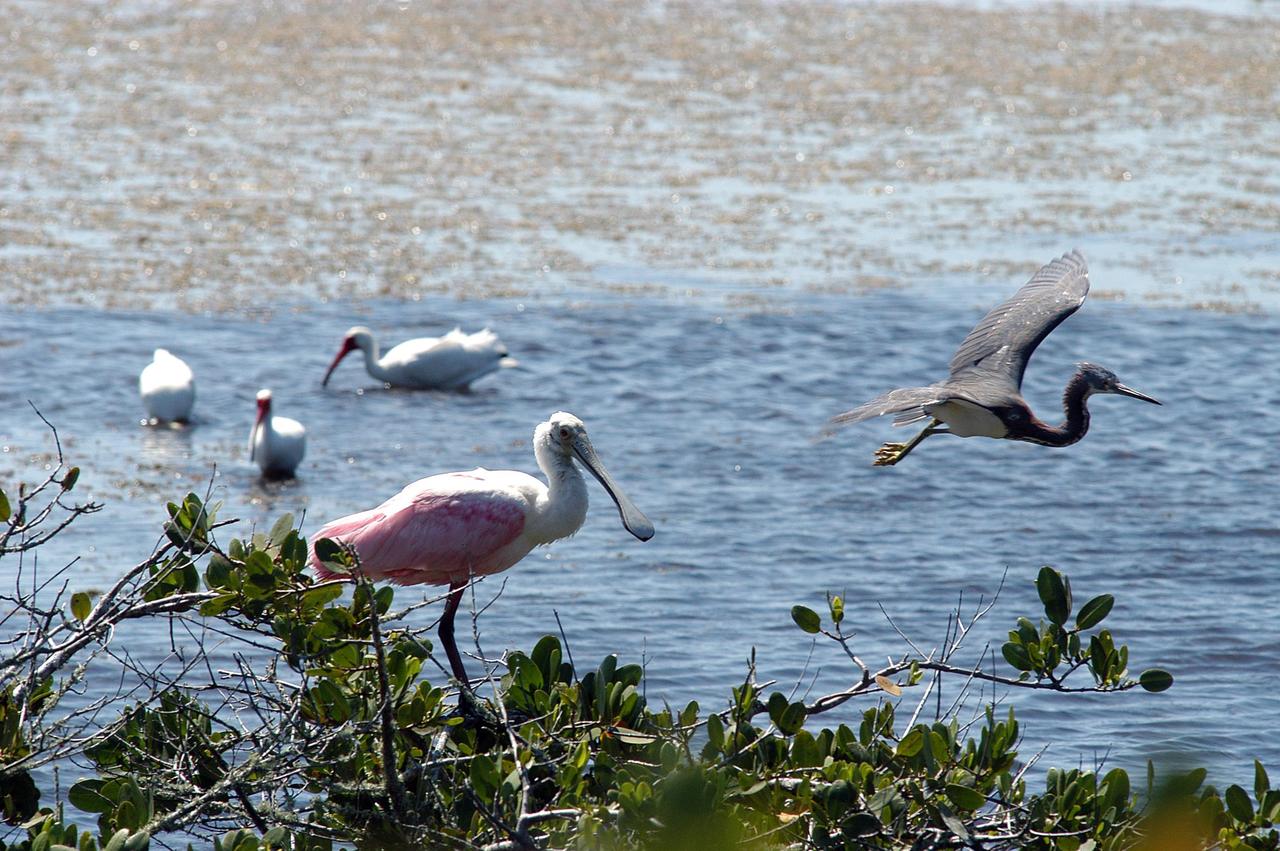 KENNEDY SPACE CENTER, FLA. -  This lake north of Kennedy Space Center attracts a myriad of birds, such as the white ibis (left), roseate spoonbill (center) and little blue heron (right) seen here. The Center shares a boundary north, south and west with the 92,000-acre Merritt Island National Wildlife Refuge, which is a habitat for more than 310 species of birds, 25 mammals, 117 fishes and 65 amphibians and reptiles.  The marshes and open water of the refuge also provide wintering areas for 23 species of migratory waterfowl, as well as a year-round home for great blue herons, great egrets, wood storks, cormorants, brown pelicans and other species of marsh and shore birds.