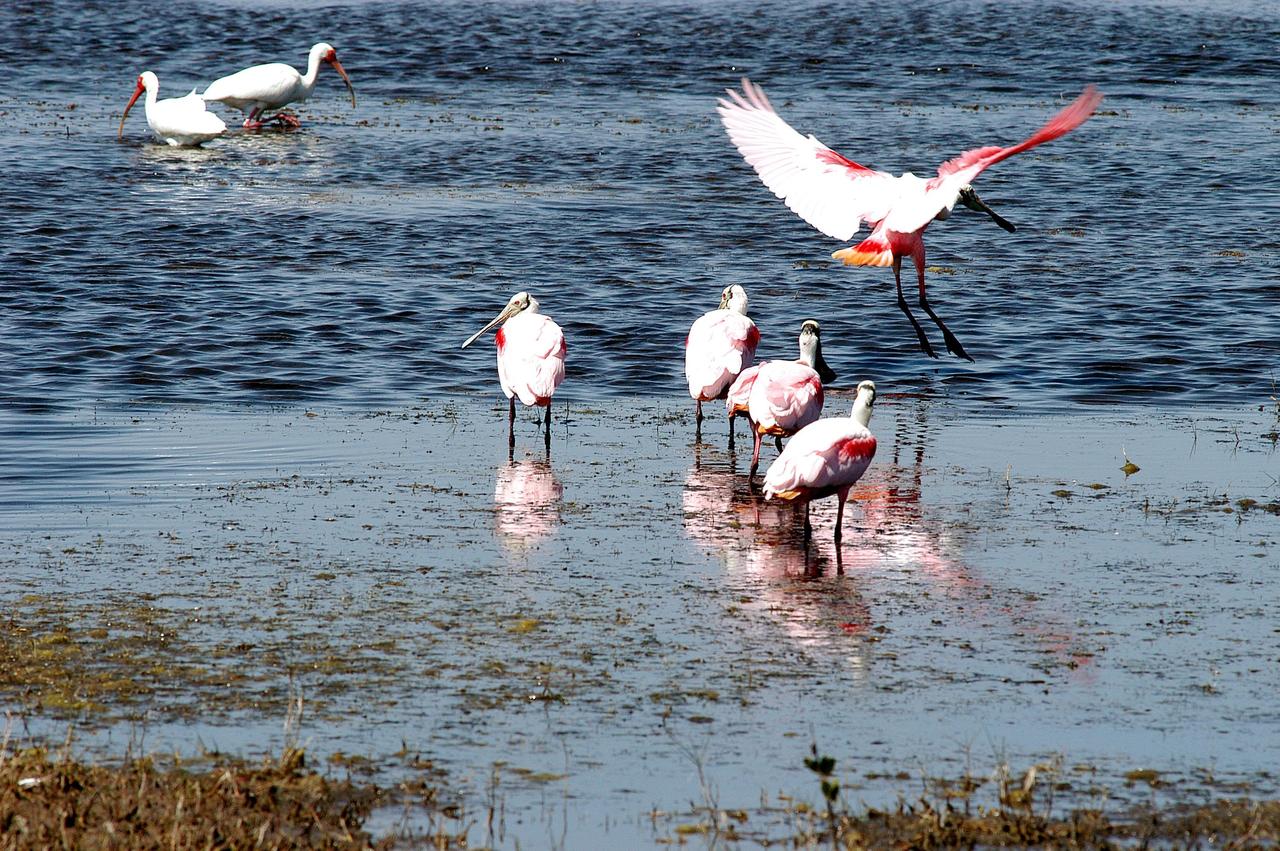 KENNEDY SPACE CENTER, FLA. - Roseate spoonbills gather in the shallow water (foreground) of a lake north of Kennedy Space Center. In the background at left are white ibis, identified by their down-curving bills. Spoonbills are so named because of the broad spatulate tip on its long straight bill. They obtain food by sweeping their bills from side to side and scooping up whatever they encounter. The Center shares a boundary north, south and west with the 92,000-acre Merritt Island National Wildlife Refuge, which is a habitat for more than 310 species of birds, 25 mammals, 117 fishes and 65 amphibians and reptiles. The marshes and open water of the refuge also provide wintering areas for 23 species of migratory waterfowl, as well as a year-round home for great blue herons, great egrets, wood storks, cormorants, brown pelicans and other species of marsh and shore birds.