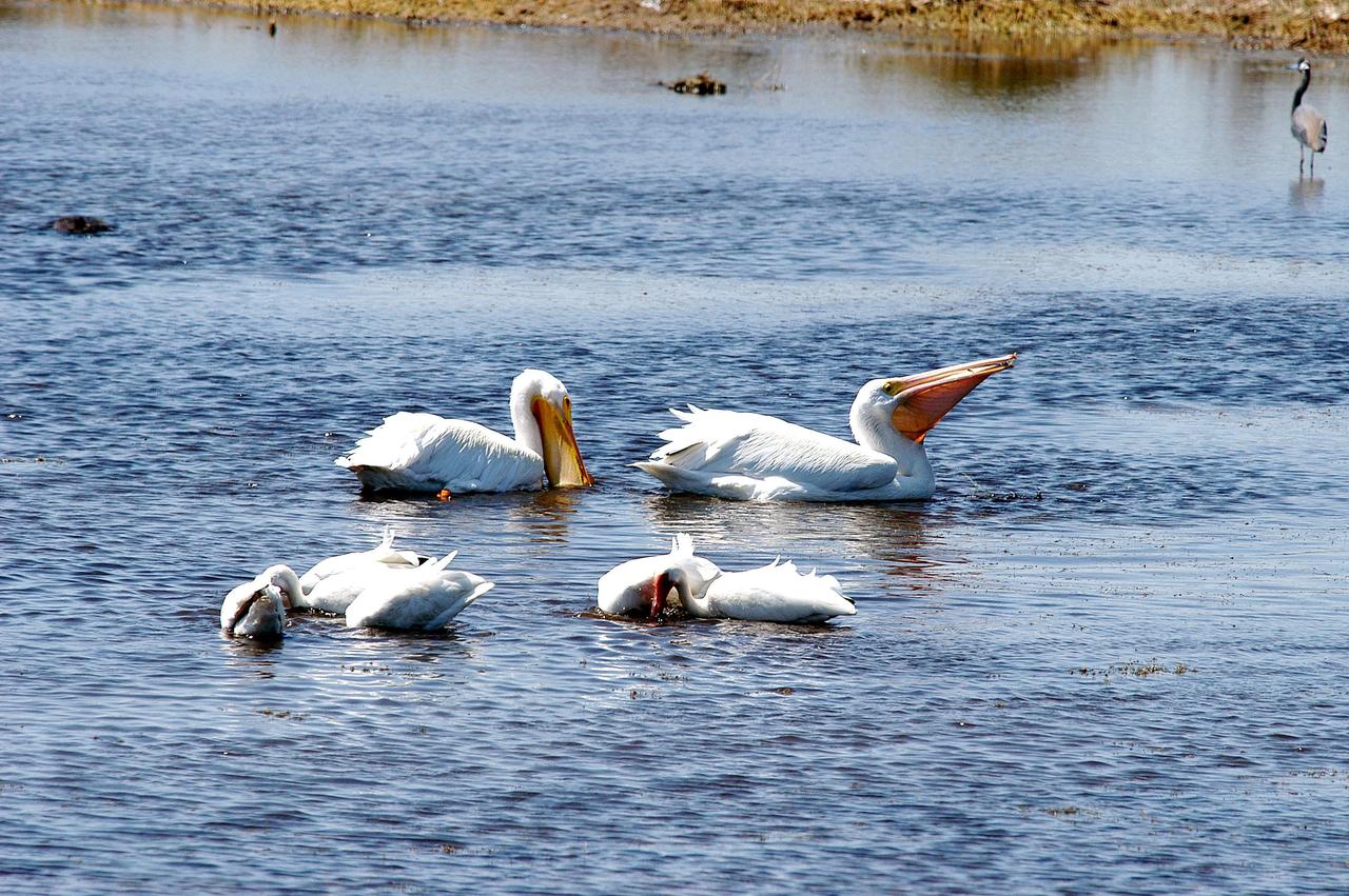 KENNEDY SPACE CENTER, FLA. -  White pelicans swim in a lake north of Kennedy Space Center.  In the distance, at right, is a great blue heron.  White pelicans winter from Florida and southern California south to Panama.  Great blue herons range across the breadth of the United States, as well as north to Alaska and Canada and south to Mexico and the West Indies.  The Center shares a boundary north, south and west with the 92,000-acre Merritt Island National Wildlife Refuge, which is a habitat for more than 310 species of birds, 25 mammals, 117 fishes and 65 amphibians and reptiles.  The marshes and open water of the refuge also provide wintering areas for 23 species of migratory waterfowl, as well as a year-round home for great blue herons, great egrets, wood storks, cormorants, brown pelicans and other species of marsh and shore birds.