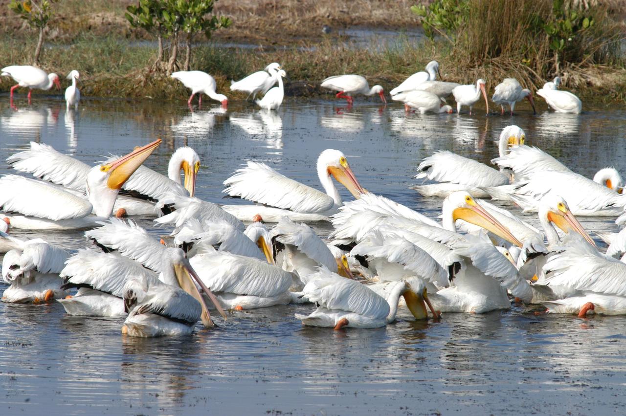 KENNEDY SPACE CENTER, FLA. - White pelicans feed in a lake north of Kennedy Space Center.  In the background are white ibis and great white herons.  The Center shares a boundary with the 92,000-acre Merritt Island National Wildlife Refuge, which is a habitat for more than 310 species of birds, 25 mammals, 117 fishes and 65 amphibians and reptiles.  The marshes and open water of the refuge also provide wintering areas for 23 species of migratory waterfowl, as well as a year-round home for great blue herons, great egrets, wood storks, cormorants, brown pelicans and other species of marsh and shore birds.