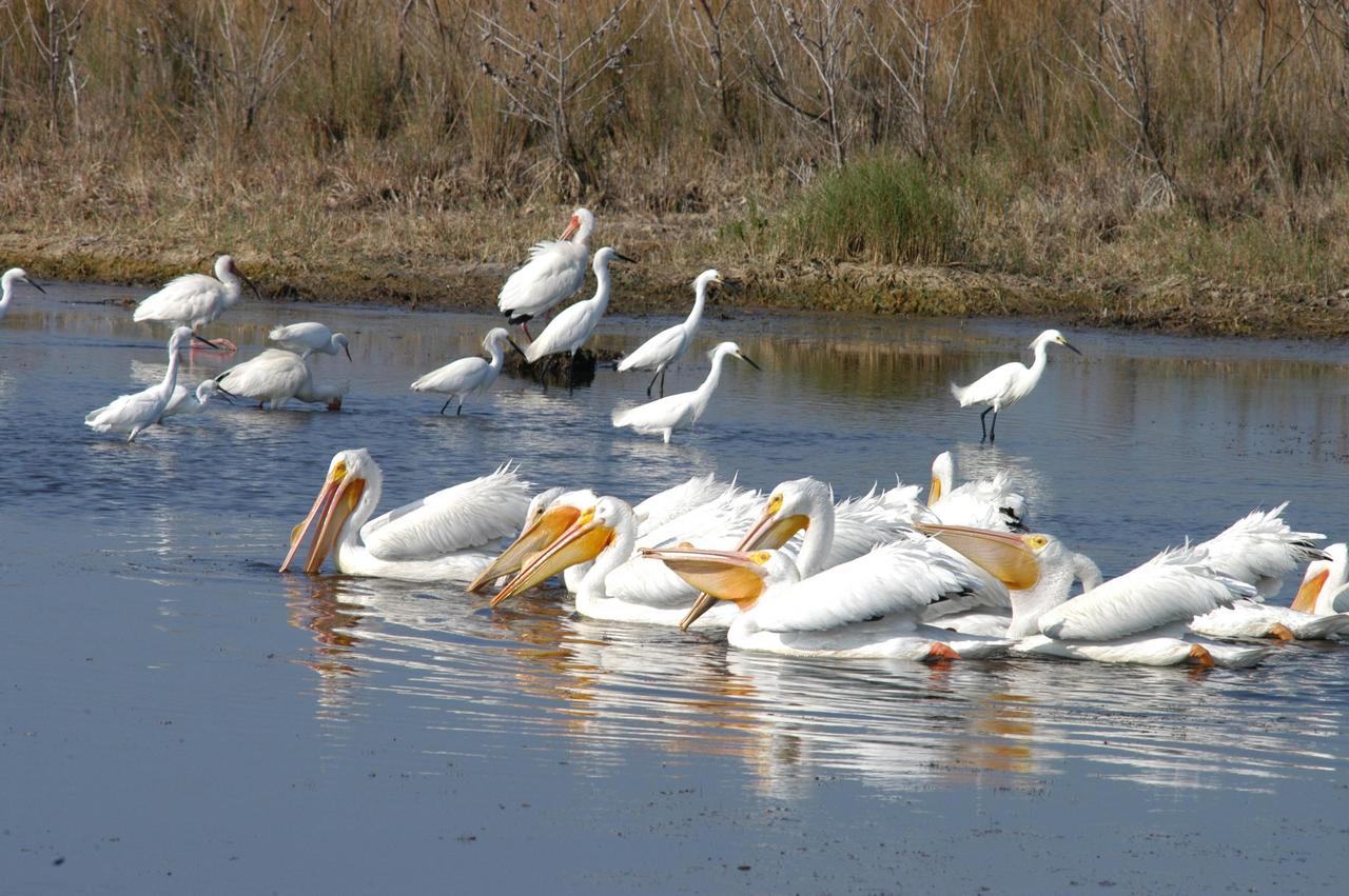 KENNEDY SPACE CENTER, FLA. - White pelicans feed in a lake north of Kennedy Space Center.  In the background are white ibis and great white herons.  The Center shares a boundary with the 92,000-acre Merritt Island National Wildlife Refuge, which is a habitat for more than 310 species of birds, 25 mammals, 117 fishes and 65 amphibians and reptiles.  The marshes and open water of the refuge also provide wintering areas for 23 species of migratory waterfowl, as well as a year-round home for great blue herons, great egrets, wood storks, cormorants, brown pelicans and other species of marsh and shore birds.
