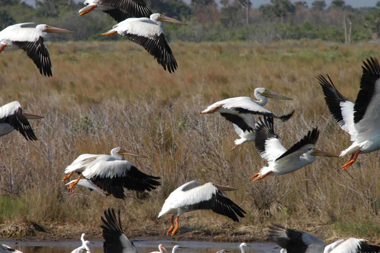 KENNEDY SPACE CENTER, FLA. - White pelicans approach for a landing in a lake north of Kennedy Space Center.  Distinctive are their massive yellow bills and black wing tips.  They winter from Florida and southern California south to Panama. The Center shares a boundary with the 92,000-acre Merritt Island National Wildlife Refuge, which is a habitat for more than 310 species of birds, 25 mammals, 117 fishes and 65 amphibians and reptiles.  The marshes and open water of the refuge also provide wintering areas for 23 species of migratory waterfowl, as well as a year-round home for great blue herons, great egrets, wood storks, cormorants, brown pelicans and other species of marsh and shore birds.