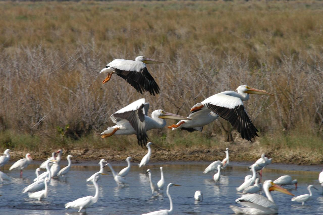 KENNEDY SPACE CENTER, FLA. - White pelicans approach for a landing near white herons in a lake north of Kennedy Space Center.  Distinctive are the pelicans’ massive yellow bills and black wing tips.  They winter from Florida and southern California south to Panama. The Center shares a boundary with the 92,000-acre Merritt Island National Wildlife Refuge, which is a habitat for more than 310 species of birds, 25 mammals, 117 fishes and 65 amphibians and reptiles.  The marshes and open water of the refuge also provide wintering areas for 23 species of migratory waterfowl, as well as a year-round home for great blue herons, great egrets, wood storks, cormorants, brown pelicans and other species of marsh and shore birds.
