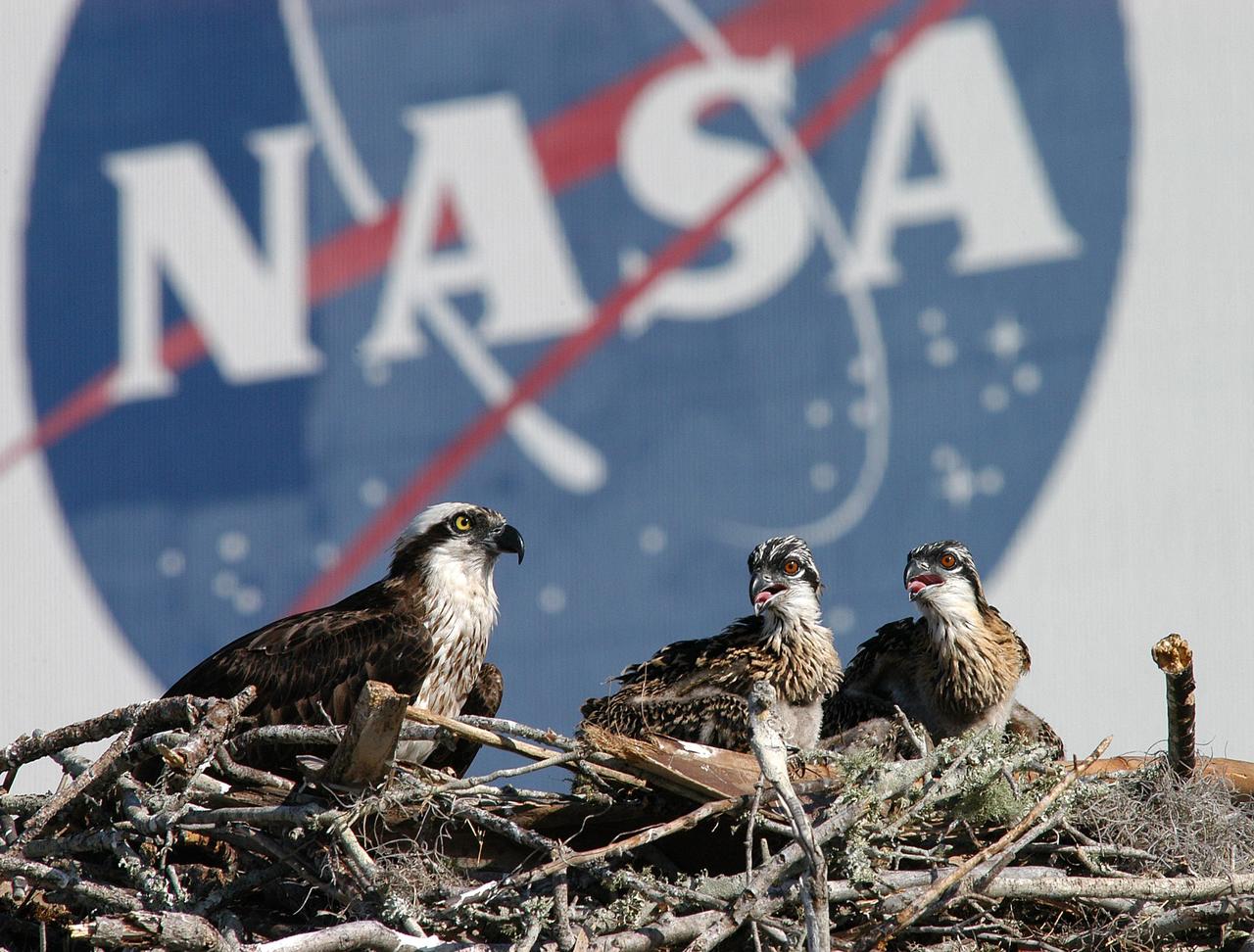 KENNEDY SPACE CENTER, FLA. - Against the background of the NASA logo on the Vehicle Assembly Building, the osprey nest in the nearby parking lot reveals two fledglings and one of the adult ospreys. Known as a fish hawk, they often can be seen flying overhead with a fish in their talons. Ospreys select nesting sites of opportunity, from trees and telephone poles to rocks or even flat ground. In the United States they are found from Alaska to Florida and the Gulf Coast. Osprey nests are found throughout the Kennedy Space Center and nearby Merritt Island National Wildlife Refuge.