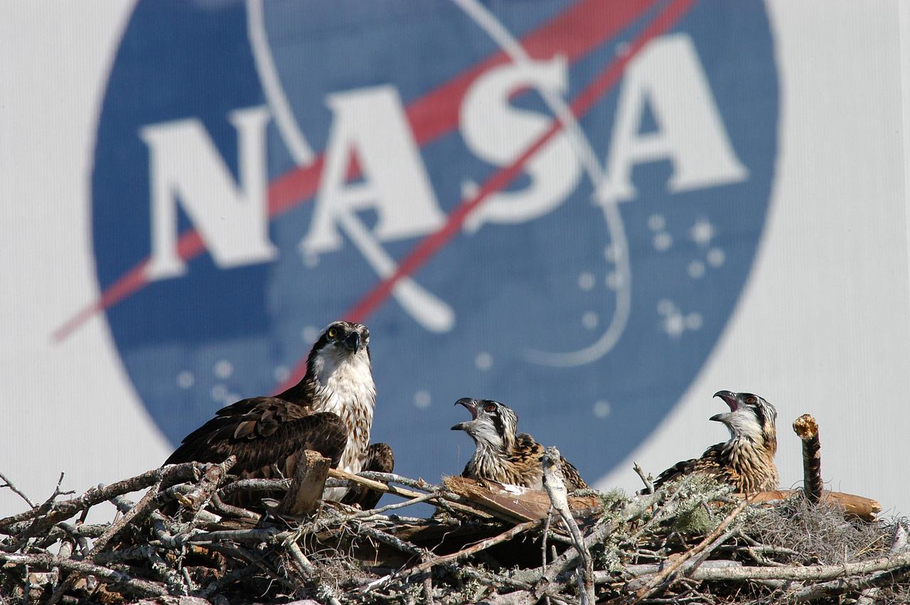 KENNEDY SPACE CENTER, FLA. - Against the background of the NASA logo on the Vehicle Assembly Building, the osprey nest in the nearby parking lot reveals two fledglings and one of the adult ospreys. Known as a fish hawk, they often can be seen flying overhead with a fish in their talons. Ospreys select nesting sites of opportunity, from trees and telephone poles to rocks or even flat ground. In the United States they are found from Alaska to Florida and the Gulf Coast. Osprey nests are found throughout the Kennedy Space Center and nearby Merritt Island National Wildlife Refuge.