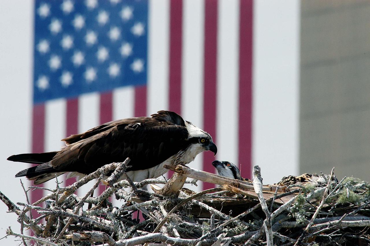 KENNEDY SPACE CENTER, FLA. - Against the backdrop of the American flag, painted on the side of the Vehicle Assembly Building, an osprey checks its fledglings in the nest. The young bird seen is one of three hatched this season. The osprey nest sits atop a speaker in the parking lot of the NASA KSC News Center. Known as a fish hawk, ospreys select sites of opportunity, from trees and telephone poles to rocks or even flat ground. In the United States they are found from Alaska to Florida and the Gulf Coast. Osprey nests are found throughout the Kennedy Space Center and nearby Merritt Island National Wildlife Refuge.
