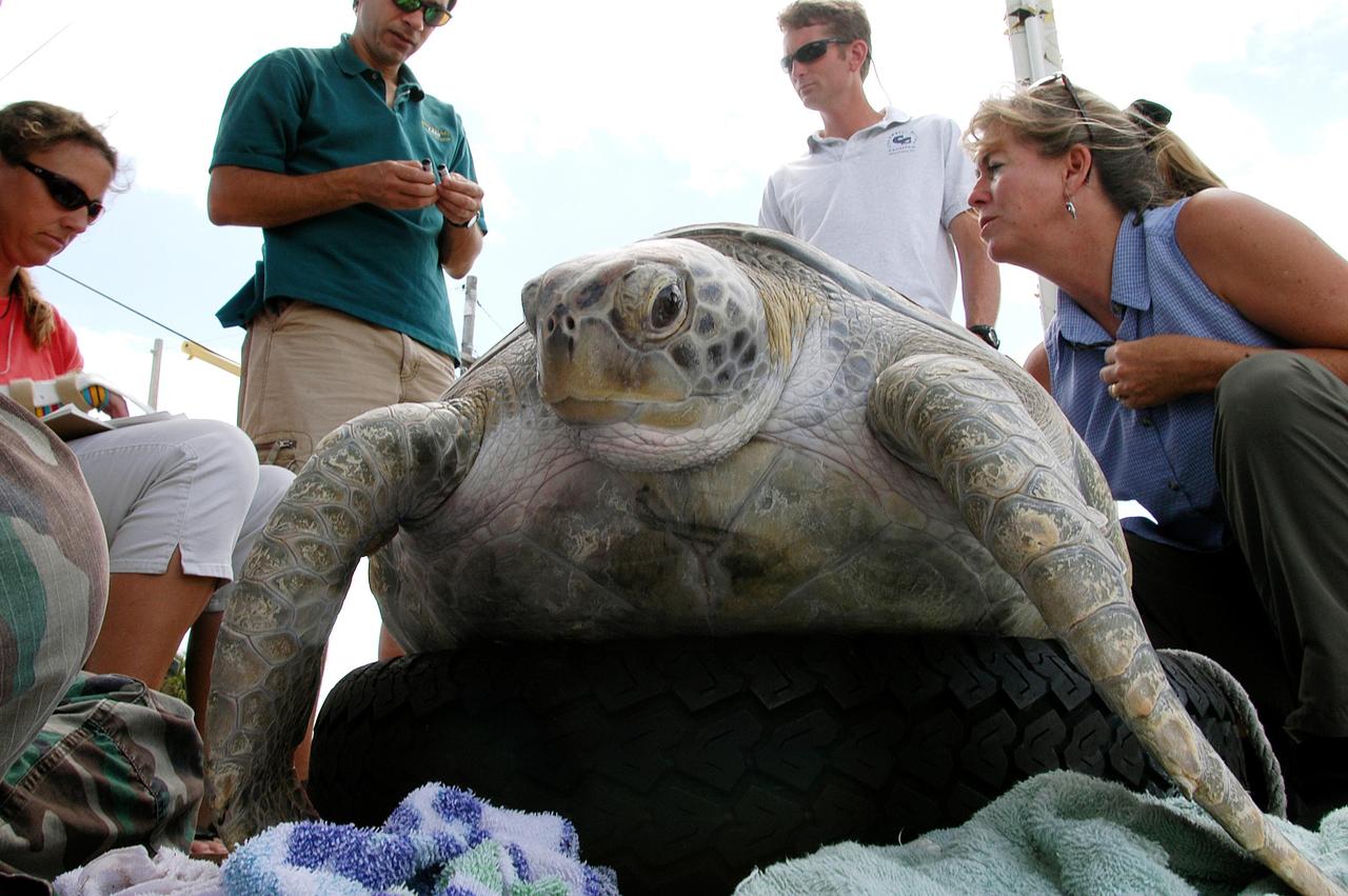 KENNEDY SPACE CENTER, FLA. - A green sea turtle that was rescued at KSC in January 2003 and rehabilitated at the Clearwater Aquarium has been returned to KSC and fitted with a sonic tracking device before release back into its environment at Mosquito Lagoon at KSC. This turtle is one of three that were found stunned, impacted by the unseasonal cold temperatures experienced in Central Florida.
