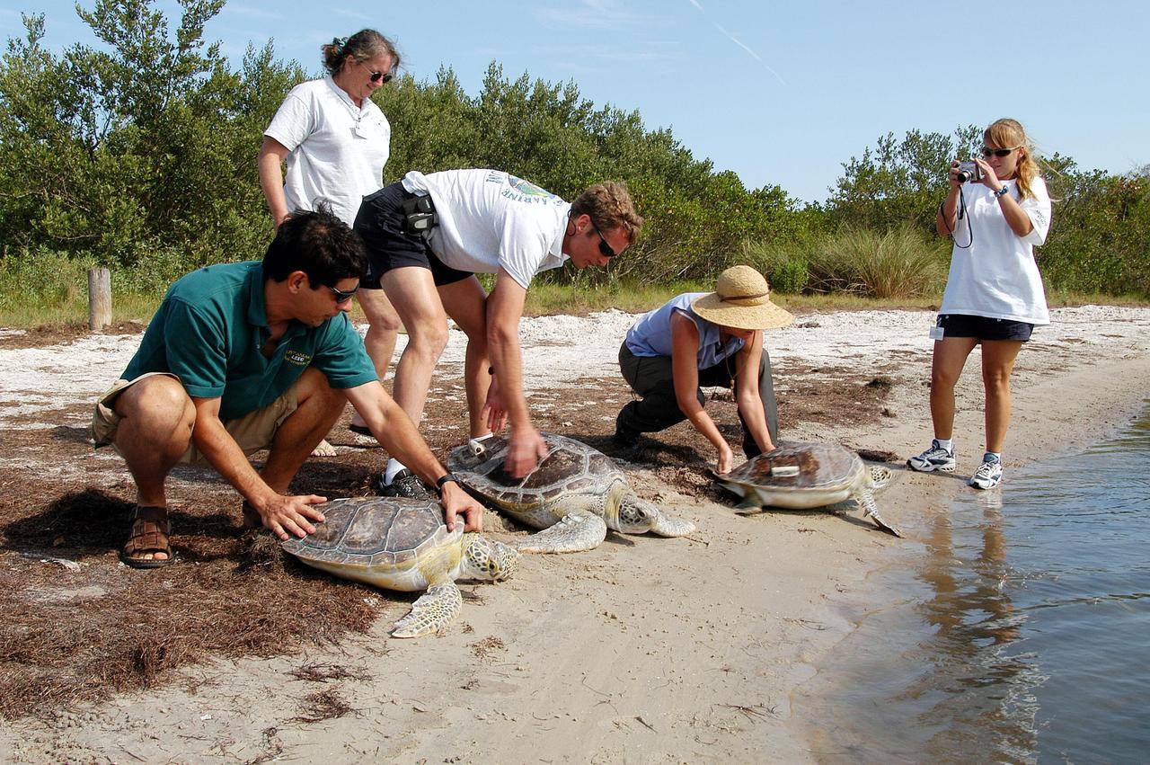 KENNEDY SPACE CENTER, FLA. - Three green sea turtles are being released into the Mosquito Lagoon at KSC.  The turtles were rescued at KSC in January 2003, after being found stunned, impacted by the unseasonal cold temperatures experienced in Central Florida, and rehabilitated at the Clearwater Aquarium. They were fitted with sonic tracking devices.