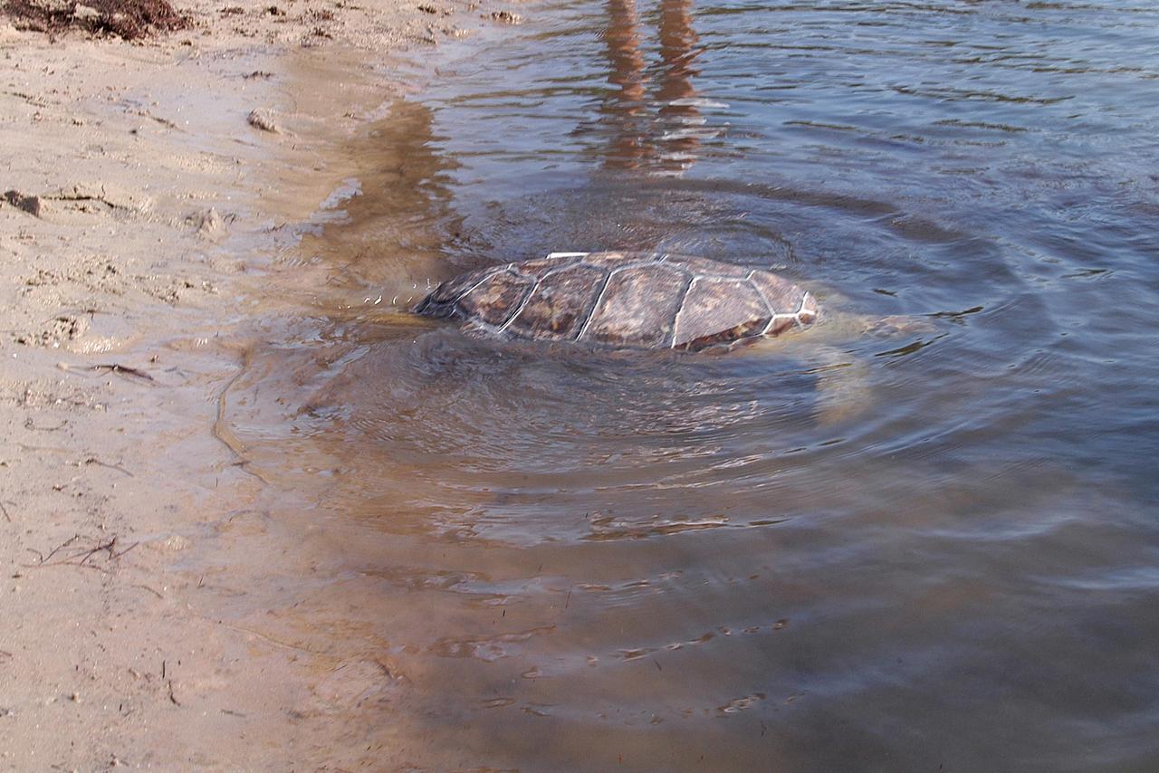 KENNEDY SPACE CENTER, FLA. - A green sea turtle makes its way back into the Mosquito Lagoon at KSC.  It is one of three turtles rescued at KSC in January 2003 and rehabilitated at the Clearwater Aquarium.  The turtles were found stunned, impacted by the unseasonal cold temperatures experienced in Central Florida. They have been fitted with sonic tracking devices.