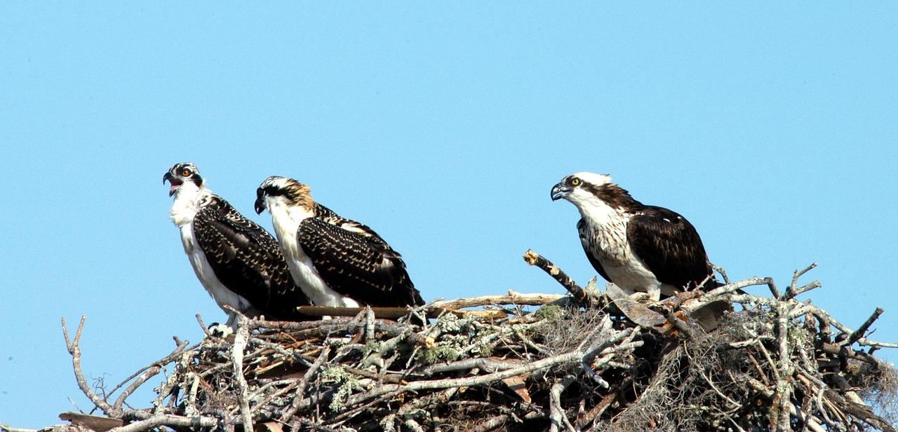 KENNEDY SPACE CENTER, FLA. -- -   Three osprey fledglings are ready to test their wings from the nest at the NASA News Center parking lot.  Ospreys select nesting sites of opportunity, from trees and telephone poles to rocks or even flat ground.  In the United States they are found from Alaska to Florida and the Gulf Coast.  Osprey nests are found throughout the Kennedy Space Center and nearby Merritt Island National Wildlife Refuge.  Known as a fish hawk, ospreys often can be seen flying overhead with a fish in their talons.