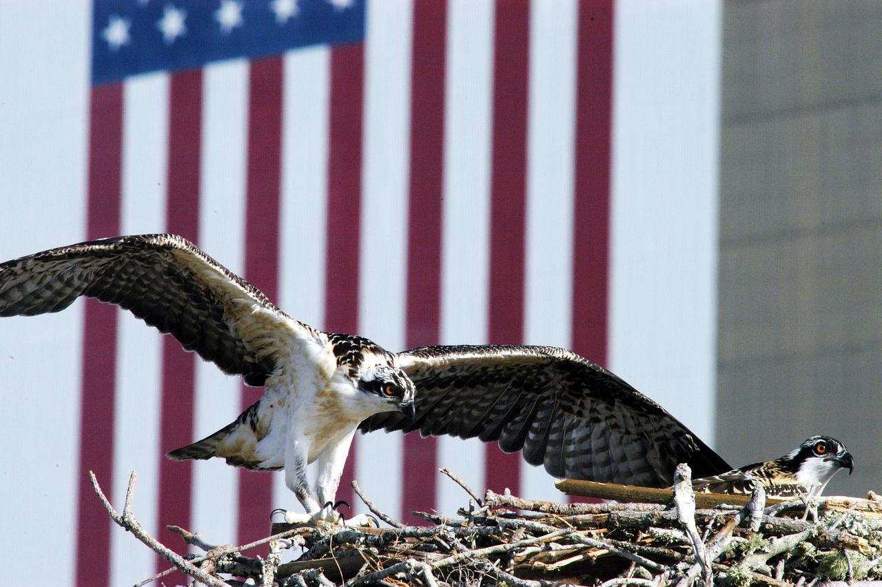 KENNEDY SPACE CENTER, FLA. -- One of three osprey fledglings spreads its wings, anticipating flight.  The nest is in the NASA News Center parking lot, across from the Vehicle Assembly Building, with its 209-foot-high American flag painted on the south side.  Ospreys select nesting sites of opportunity, from trees and telephone poles to rocks or even flat ground.  In the United States they are found from Alaska to Florida and the Gulf Coast.  Osprey nests are found throughout the Kennedy Space Center and nearby Merritt Island National Wildlife Refuge.  Known as a fish hawk, ospreys often can be seen flying overhead with a fish in their talons.