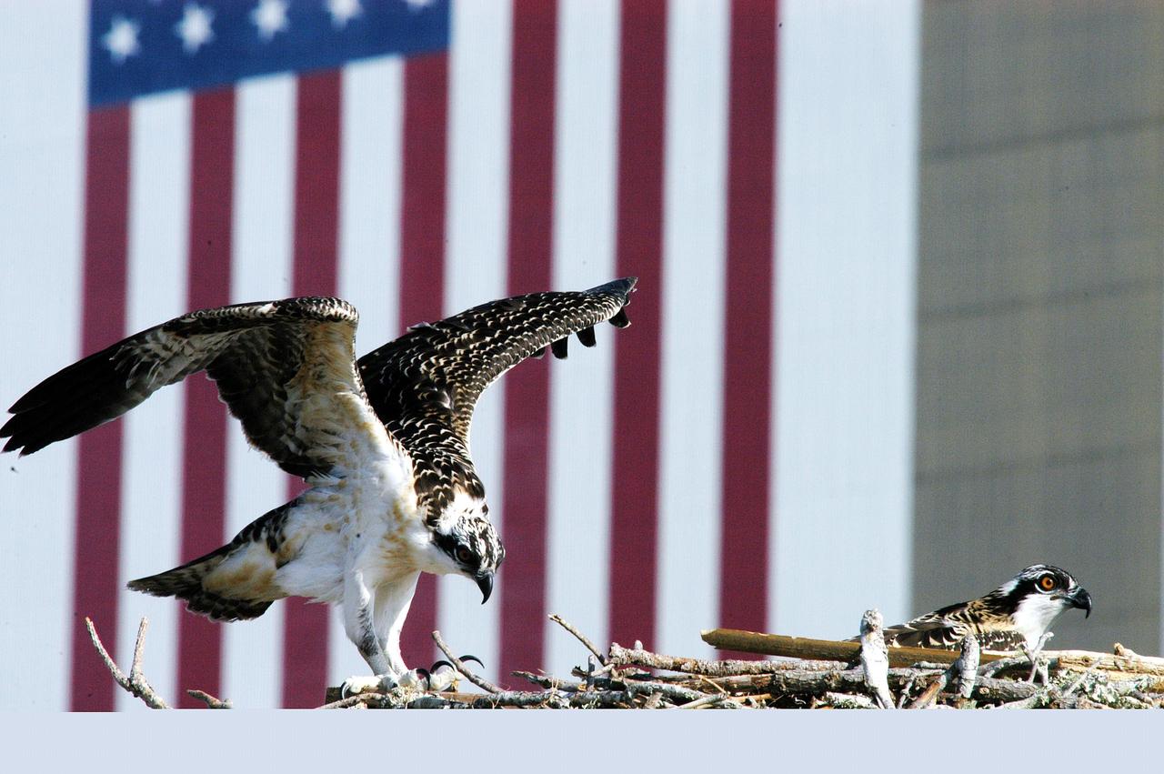 KENNEDY SPACE CENTER, FLA. -- One of three osprey fledglings exercises its wings, anticipating flight.  The nest is in the NASA News Center parking lot, across from the Vehicle Assembly Building, with its 209-foot-high American flag painted on the south side.  Ospreys select nesting sites of opportunity, from trees and telephone poles to rocks or even flat ground.  In the United States they are found from Alaska to Florida and the Gulf Coast.  Osprey nests are found throughout the Kennedy Space Center and nearby Merritt Island National Wildlife Refuge.  Known as a fish hawk, ospreys often can be seen flying overhead with a fish in their talons.