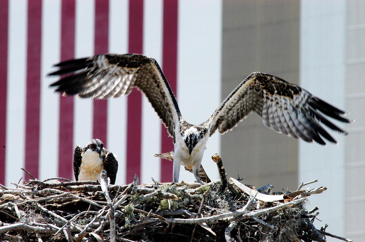 KENNEDY SPACE CENTER, FLA. -- One of three osprey fledglings exercises its wings, anticipating flight.  The nest is in the NASA News Center parking lot, across from the Vehicle Assembly Building, with its 209-foot-high American flag painted on the south side.  Ospreys select nesting sites of opportunity, from trees and telephone poles to rocks or even flat ground.  In the United States they are found from Alaska to Florida and the Gulf Coast.  Osprey nests are found throughout the Kennedy Space Center and nearby Merritt Island National Wildlife Refuge.  Known as a fish hawk, ospreys often can be seen flying overhead with a fish in their talons.