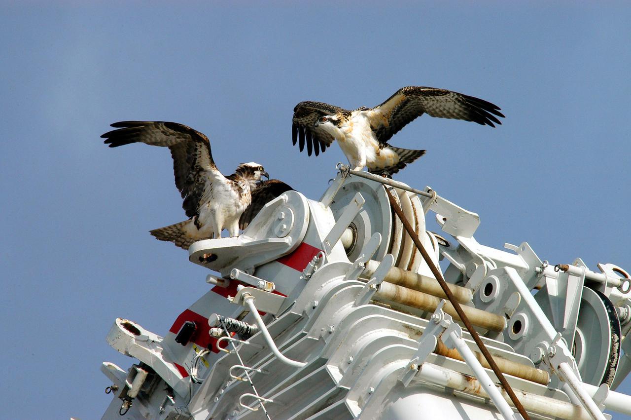 KENNEDY SPACE CENTER, FLA. -- -   Two young ospreys flex their wings for flight.  Their nest is located in the NASA KSC News Center parking lot.  Ospreys select nesting sites of opportunity, from trees and telephone poles to rocks or even flat ground.  In the United States they are found from Alaska to Florida and the Gulf Coast.  Osprey nests are found throughout the Kennedy Space Center and nearby Merritt Island National Wildlife Refuge.  Known as a fish hawk, ospreys often can be seen flying overhead with a fish in their talons.  Fish are their sole source of food.