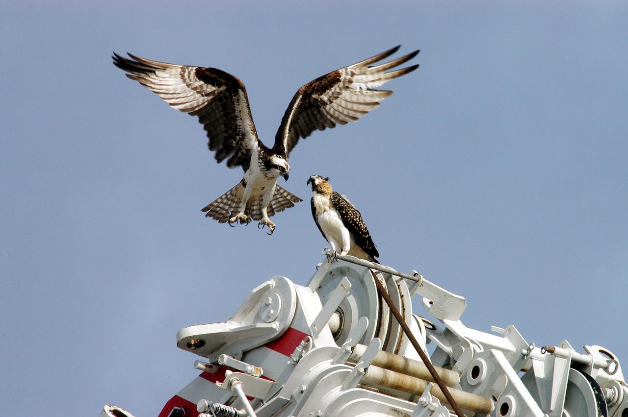 KENNEDY SPACE CENTER, FLA. -- One young osprey tests its wings while another waits nearby.  Their nest is located in the NASA KSC News Center parking lot.  Ospreys select nesting sites of opportunity, from trees and telephone poles to rocks or even flat ground.  In the United States they are found from Alaska to Florida and the Gulf Coast.  Osprey nests are found throughout the Kennedy Space Center and nearby Merritt Island National Wildlife Refuge.  Known as a fish hawk, ospreys often can be seen flying overhead with a fish in their talons.  Fish are their sole source of food.