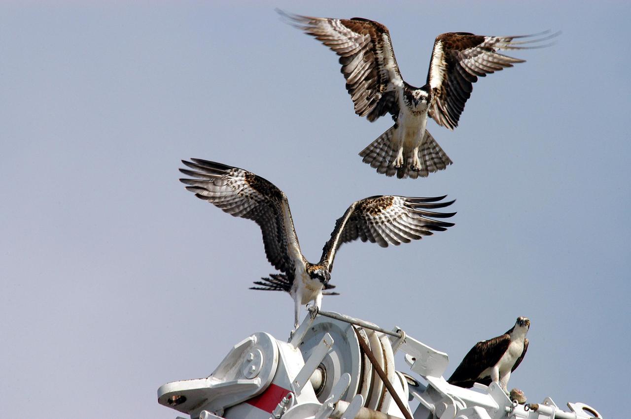 KENNEDY SPACE CENTER, FLA. -- Two fledgling ospreys begin flight lessons with their parent nearby (right).  Their nest is located in the NASA KSC News Center parking lot.  Ospreys select nesting sites of opportunity, from trees and telephone poles to rocks or even flat ground.  In the United States they are found from Alaska to Florida and the Gulf Coast.  Osprey nests are found throughout the Kennedy Space Center and nearby Merritt Island National Wildlife Refuge.  Known as a fish hawk, ospreys often can be seen flying overhead with a fish in their talons.  Fish are their sole source of food.