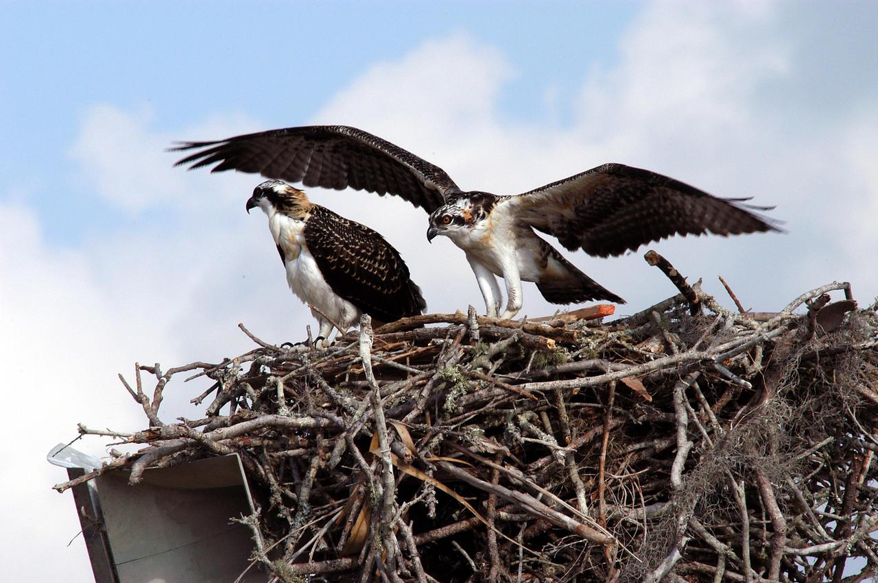 KENNEDY SPACE CENTER, FLA. -- One of two fledgling ospreys still in the nest stretches its wings to fly away.  The stick-built nest is located in the NASA KSC News Center parking lot.  Ospreys select nesting sites of opportunity, from trees and telephone poles to rocks or even flat ground.  In the United States they are found from Alaska to Florida and the Gulf Coast.  Osprey nests are found throughout the Kennedy Space Center and nearby Merritt Island National Wildlife Refuge.  Known as a fish hawk, ospreys often can be seen flying overhead with a fish in their talons.  Fish are their sole source of food.