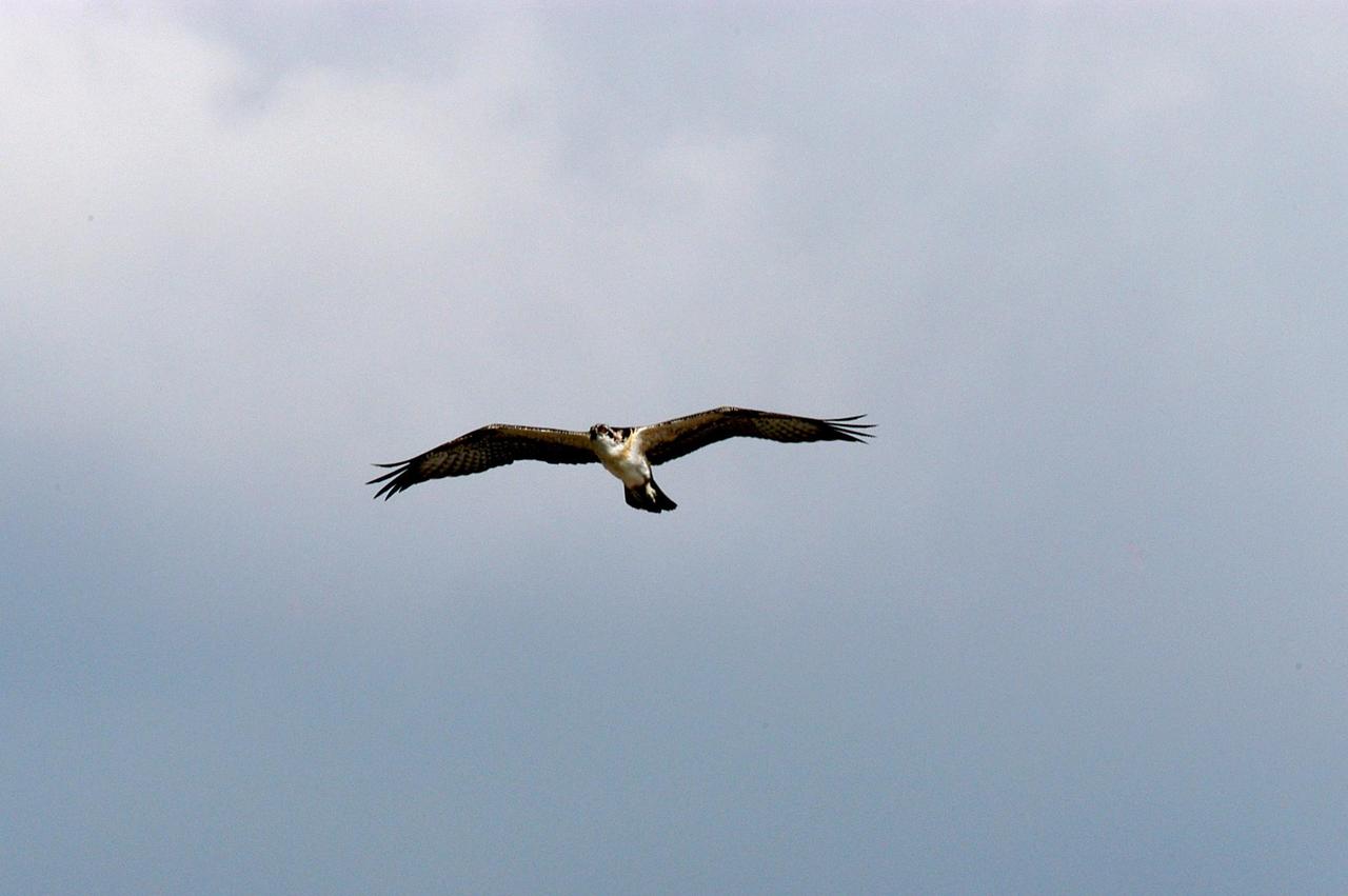 KENNEDY SPACE CENTER, FLA. -- A fledgling osprey soars above its nest, located in the NASA KSC News Center parking lot.  Ospreys select nesting sites of opportunity, from trees and telephone poles to rocks or even flat ground.  In the United States they are found from Alaska to Florida and the Gulf Coast.  Osprey nests are found throughout the Kennedy Space Center and nearby Merritt Island National Wildlife Refuge.  Known as a fish hawk, ospreys often can be seen flying overhead with a fish in their talons.  Fish are their sole source of food.