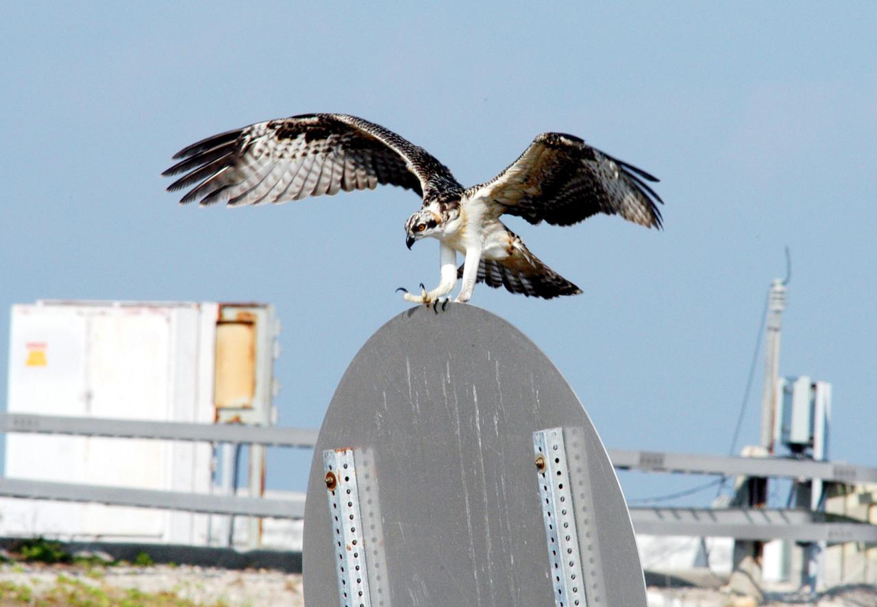 KENNEDY SPACE CENTER, FLA. -- One of the fledgling ospreys from the nest in the NASA KSC News Center parking lot lands on a sign after testing its wings.  Ospreys select nesting sites of opportunity, from trees and telephone poles to rocks or even flat ground.  In the United States they are found from Alaska to Florida and the Gulf Coast.  Osprey nests are found throughout the Kennedy Space Center and nearby Merritt Island National Wildlife Refuge.  Known as a fish hawk, ospreys often can be seen flying overhead with a fish in their talons.  Fish are their sole source of food.