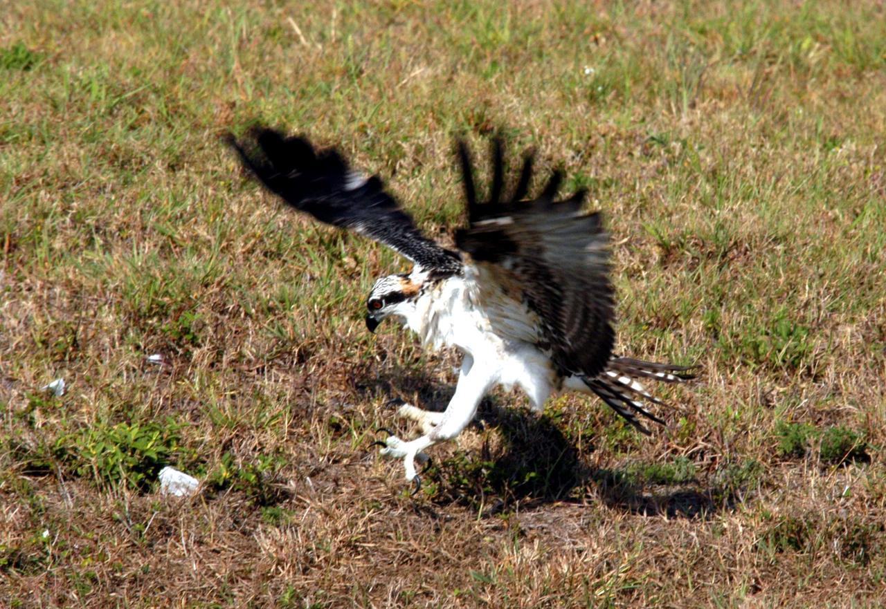 KENNEDY SPACE CENTER, FLA. -- One of the fledgling ospreys from the nest in the NASA KSC News Center parking lot comes down for a rough landing in the nearby grass.  Ospreys select nesting sites of opportunity, from trees and telephone poles to rocks or even flat ground.  In the United States they are found from Alaska and Newfoundland to Florida and the Gulf Coast.  Osprey nests are found throughout the Kennedy Space Center and nearby Merritt Island National Wildlife Refuge.  Known as a fish hawk, ospreys often can be seen flying overhead with a fish in their talons.  Fish are their sole source of food.