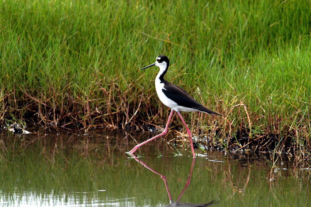 KENNEDY SPACE CENTER, FLA.  -  Distinctive with its black and white coloring and very long red legs, this stilt marches through the shallows of a marsh near KSC.  Stilts inhabit salt marshes and shallow coastal bays in the East. KSC shares a boundary with the Merritt Island National Wildlife Refuge.  The marshes and open water of the refuge provide wintering areas for 23 species of migratory waterfowl, as well as a year-round home for great blue herons, great egrets, wood storks, cormorants, brown pelicans and other species of marsh and shore birds.