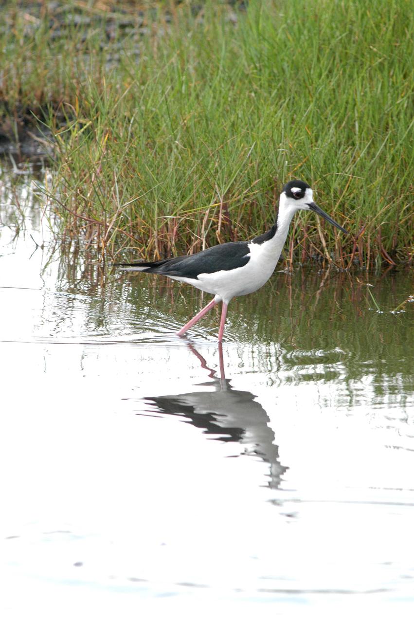 KENNEDY SPACE CENTER, FLA.  -  Distinctive with its black and white coloring and very long red legs, this stilt strides through the shallows of a marsh near KSC.  Stilts inhabit salt marshes and shallow coastal bays in the East.  KSC shares a boundary with the Merritt Island National Wildlife Refuge.  The marshes and open water of the refuge provide wintering areas for 23 species of migratory waterfowl, as well as a year-round home for great blue herons, great egrets, wood storks, cormorants, brown pelicans and other species of marsh and shore birds.